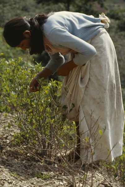 BOLIVIA, Chapare , Women picking coca leaves in traditional commercial coca growing area mainly