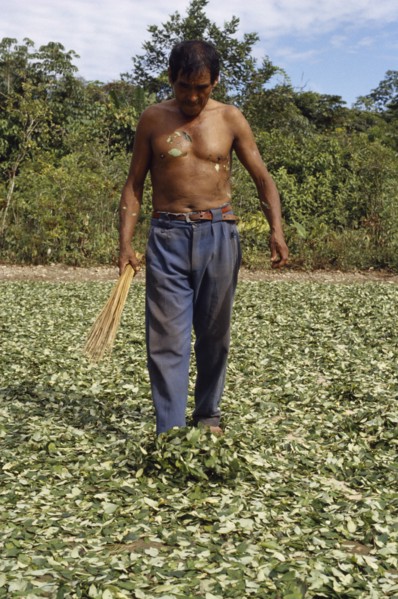 BOLIVIA, Chapare , Man spreading coca leaves out on the ground to dry in traditional commercial