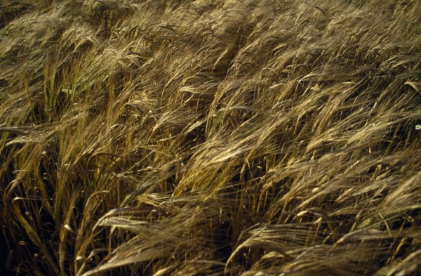 AGRICULTURE, Arable, Barley, Detail of barley crop