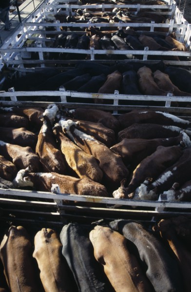 ARGENTINA, Buenos Aires, Looking down on backs of animals in tightly packed cattle pens in huge