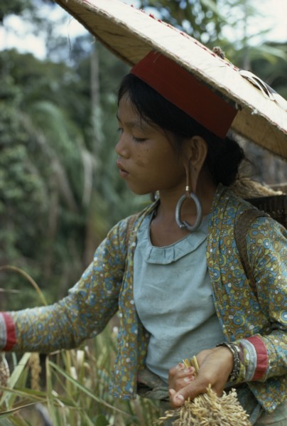 MALAYSIA, Borneo, Sarawak, Young Kayan woman harvesting dry hill rice wearing heavy earrings