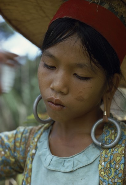 MALAYSIA, Borneo, Sarawak, Young Kayan woman harvesting dry hill rice wearing heavy earrings