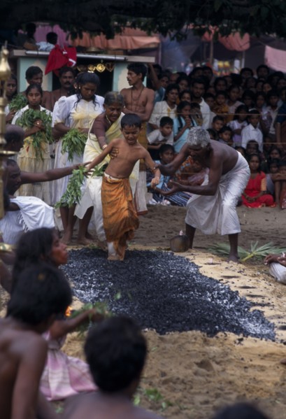 SRI LANKA, Religion, Hinduism, Punnaccolai Festival. Hindu Tamil eight year old boy fire walking.