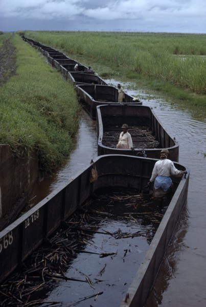 GUYANA, Industry, Sugar cane barges travelling along canal through plantation. Sugar is Guyana’s
