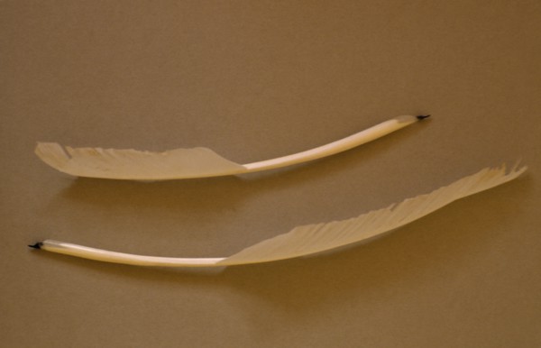 RELIGION, Judaism, Scribe’s quill pen.