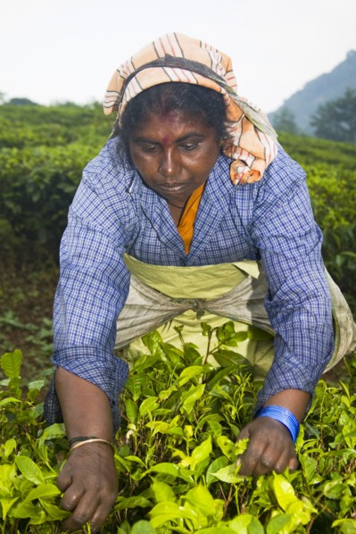 INDIA, Kerala, Vandiperiyar, "Woman picking leaves from tea plant, Periyar Connemara Estate"
