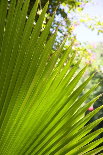 WEST INDIES, St Vincent And The Grenadines, Canouan Island, Tamarind Beach detail of a fanned palm