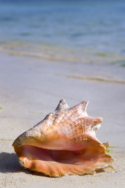 WEST INDIES, St Vincent And The Grenadines, Union Island, Conch shell at the water's edge on the