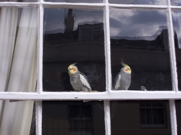 ENGLAND, West Sussex, Shoreham-by-Sea, Two Cockatiels looking out of domestic window.