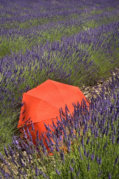 FRANCE, Provence Cote d’Azur, Vaucluse, Red umbrella amidst rows of lavender in field between