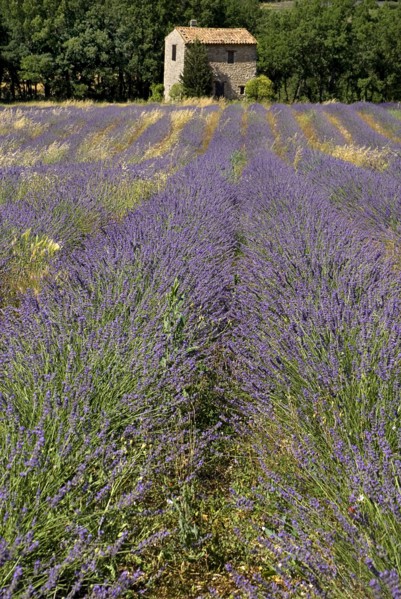 FRANCE, Provence Cote d’Azur, Vaucluse, Stone barn with tiled roof in lavender field near village