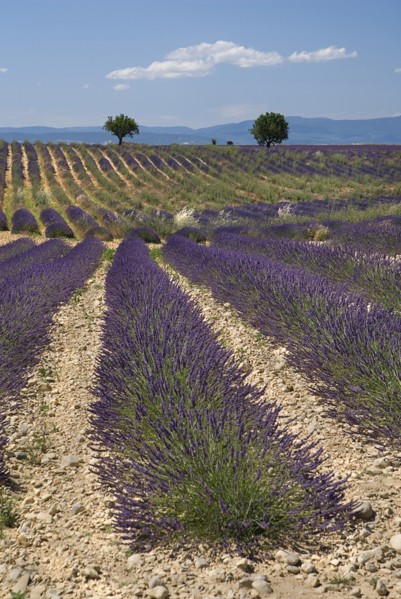 FRANCE, Provence Cote d’Azur, Alpes de Haute Provence, Rows of lavender and distant trees in field