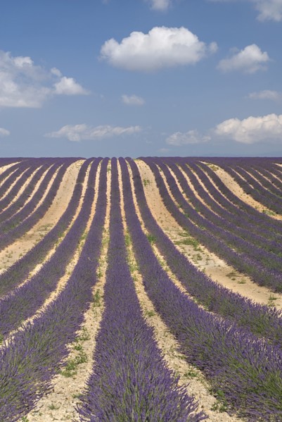 FRANCE, Provence Cote d’Azur, Alpes de Haute Provence, Rows of lavender following slope of field