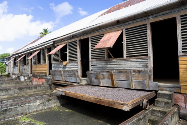WEST INDIES, Grenada, St John, Cocoa beans drying in the sun on retractable racks under the drying