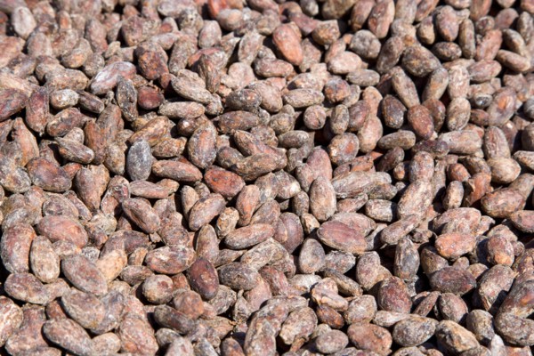 WEST INDIES, Grenada, St Patrick, Cocoa beans drying in the sun at Belmont Estate plantation