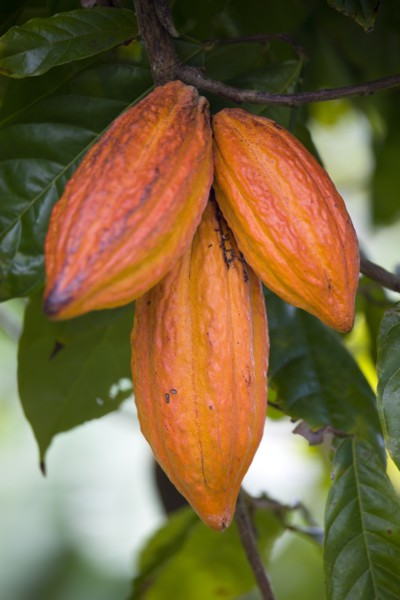 WEST INDIES, Grenada, St John, Three ripening orange cocoa pods growing in a group from the branch