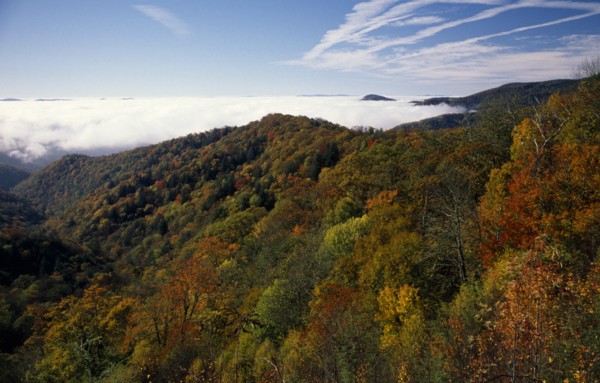 USA, North Carolina, Smoky Mountain , Great Smoky Mountain National Park. View across tree tops in