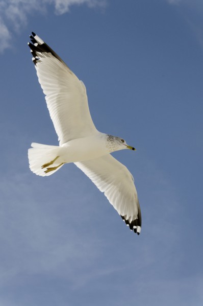 USA, Georgia, Tybee Island, Seagull flying against a blue sky.