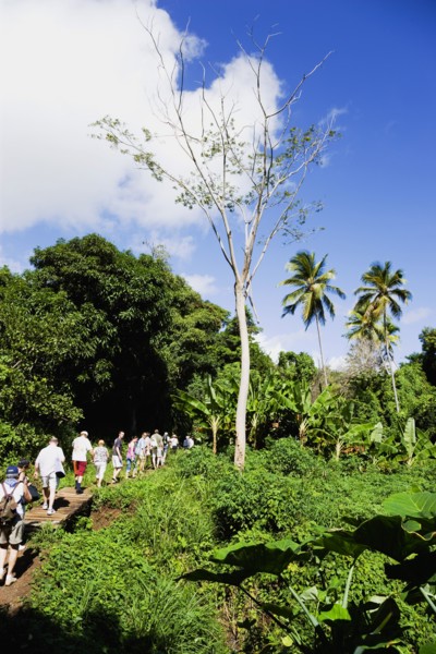 WEST INDIES, Grenada, St Andrew, Cruise ship tourists trekking through the jungle interior towards