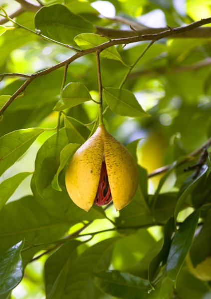 WEST INDIES, Grenada, St John, Ripe open and ready to harvest nutmeg fruit growing on a tree