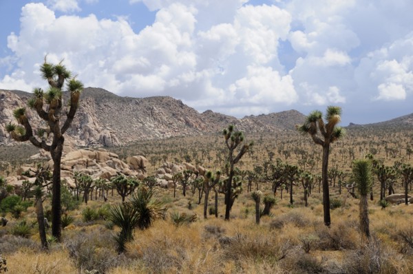 USA, California, Joshua Tree National Park, "View of Covington Flats from Hidden Valley, Joshua