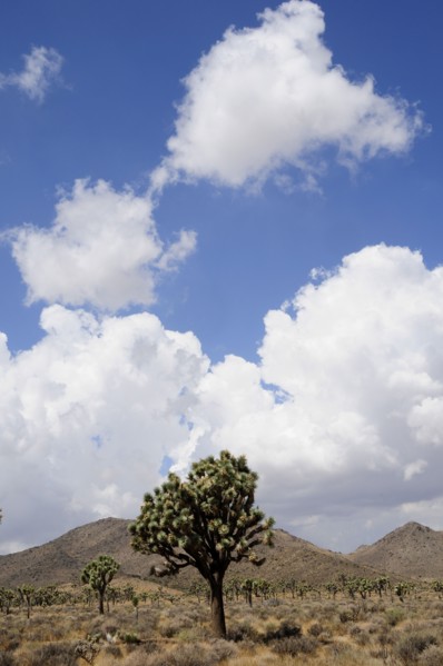 USA, California, Joshua Tree National Park, Joshua Tree National Park