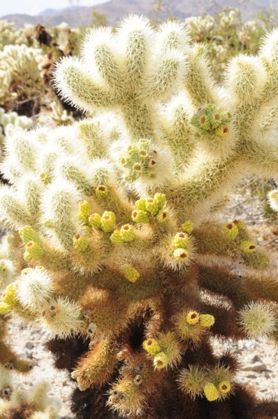 USA, California, Joshua Tree National Park, "Cholla Cactus, Joshua Tree National Park"