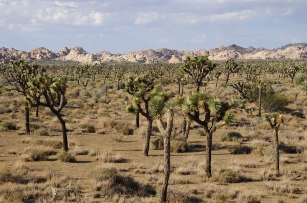 USA, California, Joshua Tree National Park, "Joshua Trees, Joshua Tree National Park"