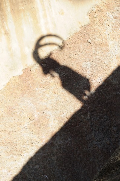 USA, California, Los Angeles, "Shadow of Nubian Ibex, LA Zoo, Griffith Park"