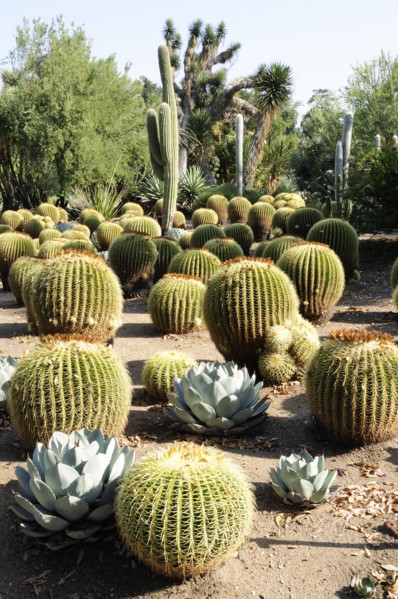 USA, California, Los Angeles, "Golden Barrels, Desert Garden, The Huntington, Pasadena. Cactus