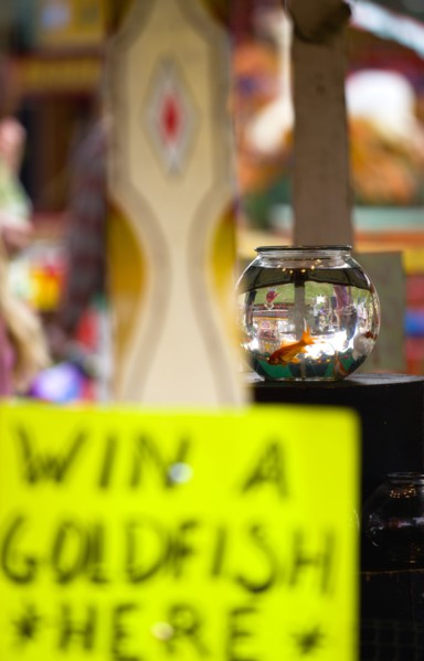 ENGLAND, West Sussex, Findon, Findon village Sheep Fair Goldfish bowl on a fairground stall with a