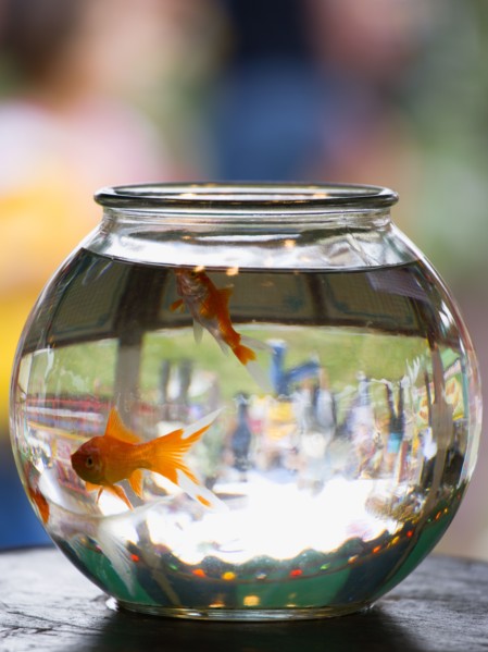 ENGLAND, West Sussex, Findon, Findon village Sheep Fair Two Goldfish in a bowl on a fairground