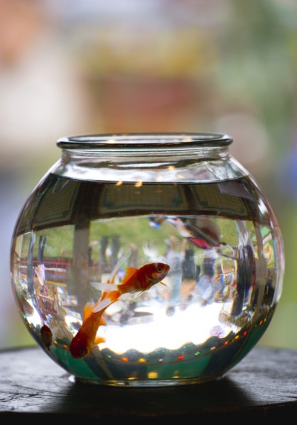 ENGLAND, West Sussex, Findon, Findon village Sheep Fair Two Goldfish in a bowl on a fairground
