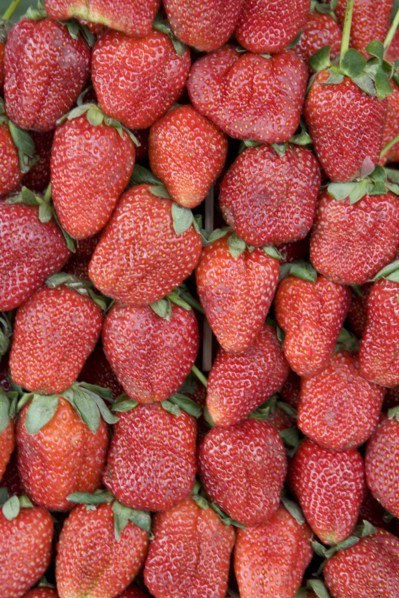 THAILAND, North, Chiang Mai, Close up of locally grown fresh strawberries on sale in market.