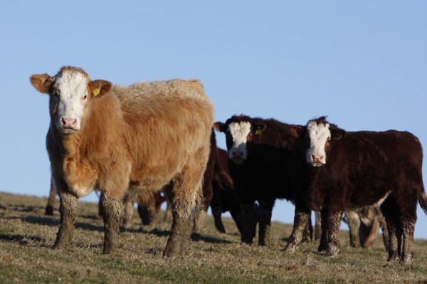 AGRICULTURE, Farming, Animals, "England, East Sussex, South Downs, Cattle, Cows Grazing in the