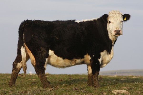 AGRICULTURE, Farming, Animals, "England, East Sussex, South Downs, Cattle, Cow Grazing in the