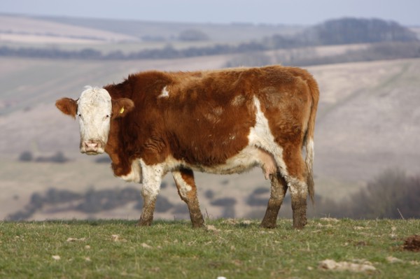 AGRICULTURE, Farming, Animals, "England, East Sussex, South Downs, Cattle, Cow Grazing in the