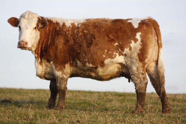 AGRICULTURE, Farming, Animals, "England, East Sussex, South Downs, Cattle, Cow Grazing in the