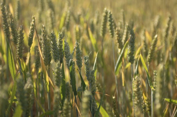 ENGLAND, West Sussex, Henfield, Field of Wheat.
