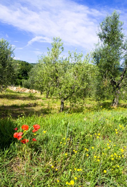 ITALY, Tuscany, Montalcino, Val D'Orcia Red poppies and other yellow wild flowers growing in an