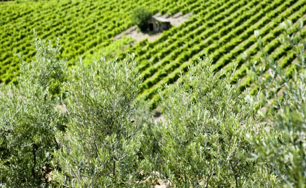 ITALY, Tuscany, Montalcino, Val D'Orcia Brunello wine vineyard on the slopes of the hilltown with a