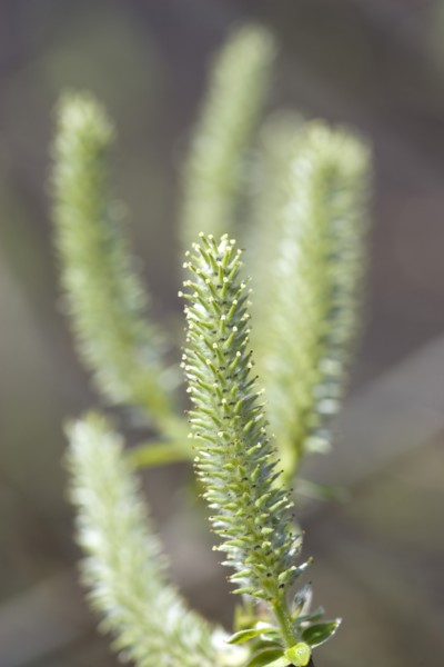Landscape, Trees, Flowers, Upright salix willow catkins on a tree in an English garden in early