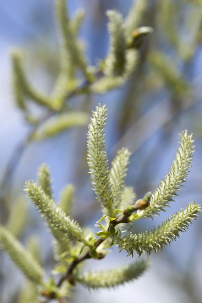 Landscape, Trees, Flowers, Upright salix willow catkins on a tree in an English garden in early