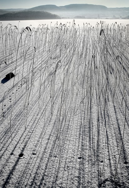 IRELAND, Northern, County Fermanagh, Lough MacNean, Frozen lough with reeds casting long shadows