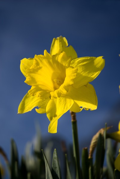 IRELAND, County Sligo, Drumcliffe, A daffodil in Drumcliffe graveyard.