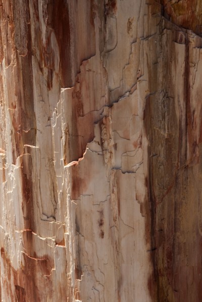 GREECE, North East Aegean, Lesvos Island, Eresos, Detail of a fossilized trees bark at Lesvosís