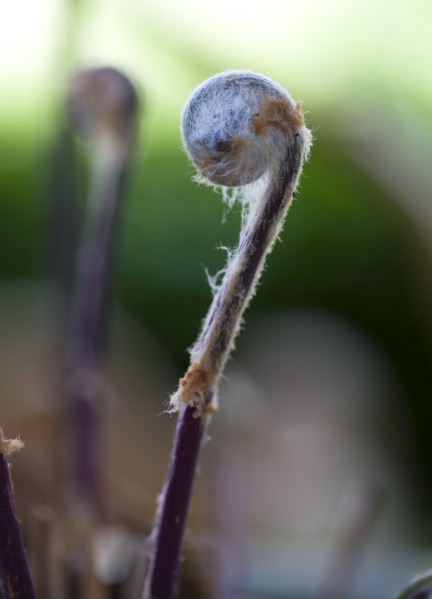 Landscape, Gardens, Plants, Unfurled frond or leaf of Osmunda regalis Royal Fern or Flowering Fern