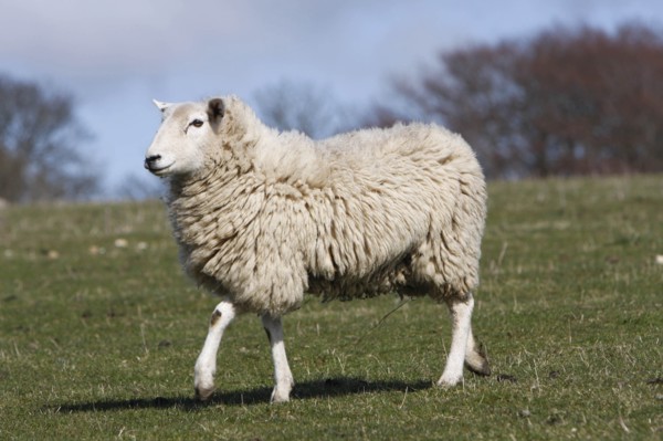 AGRICULTURE, Farming, Animals, sheep grazing on the south downs near Ditchling, East Sussex,