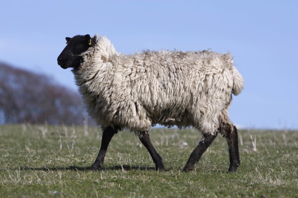 AGRICULTURE, Farming, Animals, sheep grazing on the south downs near Ditchling, East Sussex,