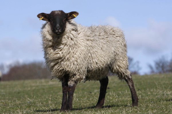 AGRICULTURE, Farming, Animals, sheep grazing on the south downs near Ditchling, East Sussex,
